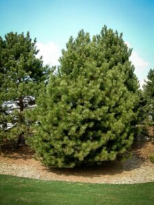 Сосна Чёрная (Pinus Nigra) купить по цене от 270.00р. в интернет-магазине «Посадика» с доставкой почтой в в Курске и по всей России – [изображение №1].