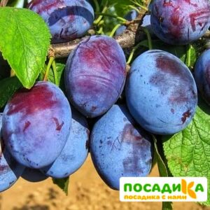 Слива Чачакская ранняя купить по цене от 229.00р. в интернет-магазине «Посадика» с доставкой почтой в в Курске и по всей России – [изображение №1].