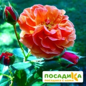 Роза Арабия купить по цене от 350.00р. в интернет-магазине «Посадика» с доставкой почтой в в Курске и по всей России – [изображение №1].