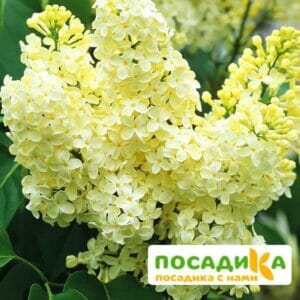 Сирень Примроуз (Primrose) купить по цене от 529.00р. в интернет-магазине «Посадика» с доставкой почтой в в Курске и по всей России – [изображение №1].