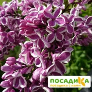 Сирень Сенсация купить по цене от 529.00р. в интернет-магазине «Посадика» с доставкой почтой в в Курске и по всей России – [изображение №1].