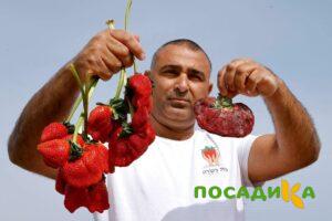 Клубника Гигант Джорнея купить по цене от 266р. в интернет-магазине «Посадика» с доставкой почтой в в Курске и по всей России – [изображение №1].