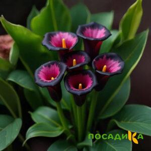 Калла Аура Лейс купить по цене от 400р. в интернет-магазине «Посадика» с доставкой почтой в в Курске и по всей России – [изображение №1].