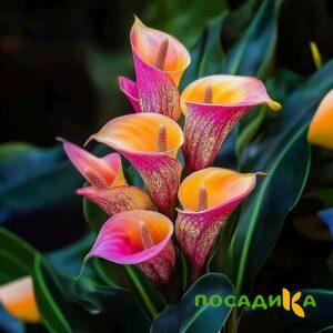 Калла Оникс купить по цене от 450р. в интернет-магазине «Посадика» с доставкой почтой в в Курске и по всей России – [изображение №1].
