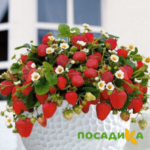 Клубника Рубиновый Шепот (горшечная) купить по цене от 240р. в интернет-магазине «Посадика» с доставкой почтой в в Курске и по всей России – [изображение №1].