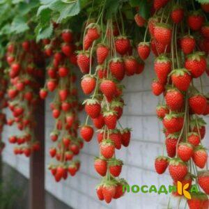 Клубника вьющаяся Комплимент купить по цене от 470р. в интернет-магазине «Посадика» с доставкой почтой в в Курске и по всей России – [изображение №1].