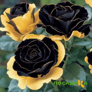 Роза Ханни Сикл купить по цене от 700р. в интернет-магазине «Посадика» с доставкой почтой в в Курске и по всей России – [изображение №1].