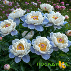 Пион акварельный Этюд купить по цене от 806р. в интернет-магазине «Посадика» с доставкой почтой в в Курске и по всей России – [изображение №1].