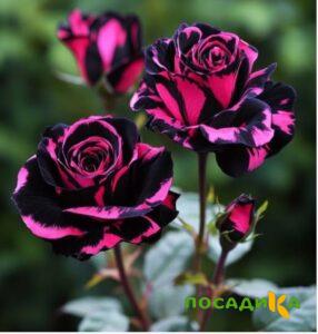Роза Багровый Шепот купить по цене от 366р. в интернет-магазине «Посадика» с доставкой почтой в в Курске и по всей России – [изображение №1].