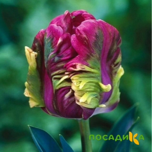 Тюльпан Экзотик Хэвен купить по цене от 186р. в интернет-магазине «Посадика» с доставкой почтой в в Курске и по всей России – [изображение №1].