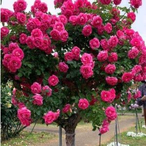 Роза Версаля купить по цене от 232р. в интернет-магазине «Посадика» с доставкой почтой в в Курске и по всей России – [изображение №1].