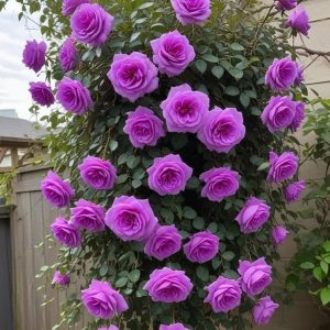 Роза Мистик Уайт купить по цене от 620р. в интернет-магазине «Посадика» с доставкой почтой в в Курске и по всей России – [изображение №1].