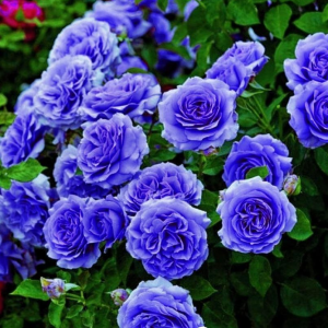 Роза Блю Мун купить по цене от 450р. в интернет-магазине «Посадика» с доставкой почтой в в Курске и по всей России – [изображение №1].
