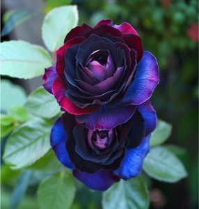 Роза Скарлет Рэвери купить по цене от 489р. в интернет-магазине «Посадика» с доставкой почтой в в Курске и по всей России – [изображение №1].