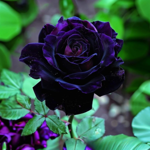 Роза Блэк Пантер купить по цене от 319р. в интернет-магазине «Посадика» с доставкой почтой в в Курске и по всей России – [изображение №1].