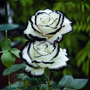 Роза Силк Ивин купить по цене от 319р. в интернет-магазине «Посадика» с доставкой почтой в в Курске и по всей России – [изображение №1].