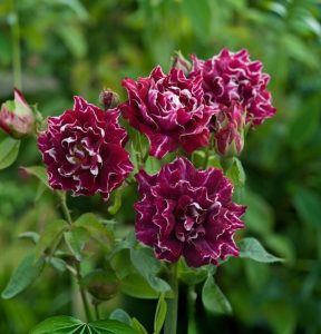 Роза Опаловый Пейзаж купить по цене от 490р. в интернет-магазине «Посадика» с доставкой почтой в в Курске и по всей России – [изображение №1].