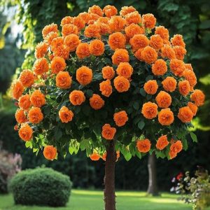 Роза Солнечный Шарм купить по цене от 349р. в интернет-магазине «Посадика» с доставкой почтой в в Курске и по всей России – [изображение №1].