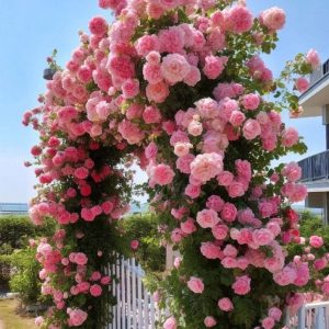 Роза Пастель Розе купить по цене от 605р. в интернет-магазине «Посадика» с доставкой почтой в в Курске и по всей России – [изображение №1].