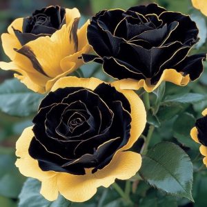 Роза Ханни Сикл купить по цене от 700р. в интернет-магазине «Посадика» с доставкой почтой в в Курске и по всей России – [изображение №1].