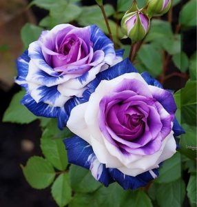 Роза Айвори Каскад купить по цене от 420р. в интернет-магазине «Посадика» с доставкой почтой в в Курске и по всей России – [изображение №1].