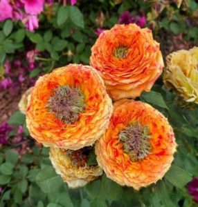 Роза Золотой Мираж купить по цене от 420р. в интернет-магазине «Посадика» с доставкой почтой в в Курске и по всей России – [изображение №1].