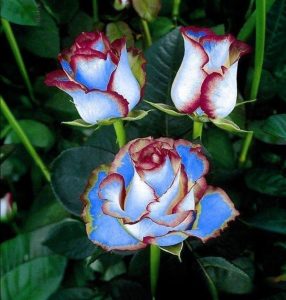 Роза Сафайер Пэтл купить по цене от 450р. в интернет-магазине «Посадика» с доставкой почтой в в Курске и по всей России – [изображение №1].