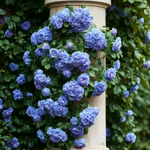 Роза плетистая Блю Перпл купить по цене от 540р. в интернет-магазине «Посадика» с доставкой почтой в в Курске и по всей России – [изображение №1].